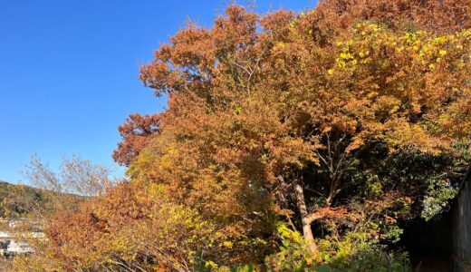 231127(月)快晴 おかげさまで6000歩