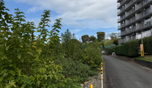 闘老251018(土)晴\曇26-13°