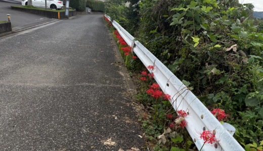 闘老250927(土)晴28-21°