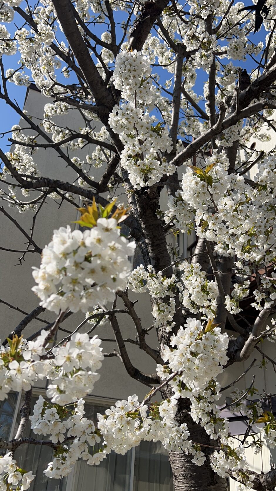 セイヨウ実桜