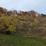 日記251202(火)曇17-5℃