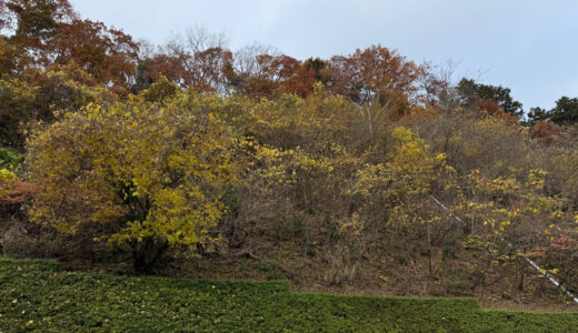 日記251202(火)曇17-5℃