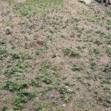 老活260602(火)曇/雨26〜18℃