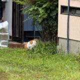 日記250510(土)雨模様