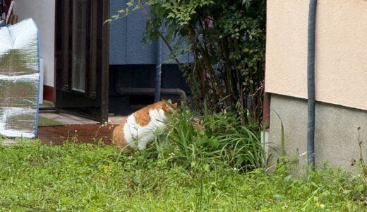 日記250510(土)雨後曇
