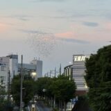 日記250728(月)晴36〜24°c