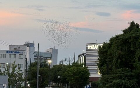 日記250728(月)晴36〜24°c