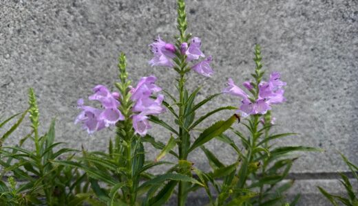闘老250930(火)曇雨27-20°