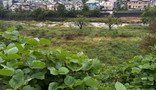 闘老251026(日)雨^曇17-13℃