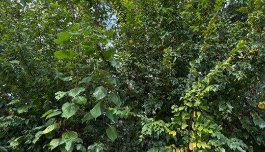 闘老251029(水)晴^曇18-10℃