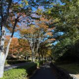 日記251105(水)晴>曇17-6℃