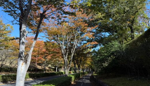 日記251105(水)晴>曇17-6℃