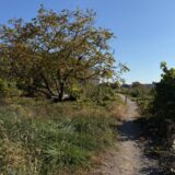 日記251121(金)晴17\5℃