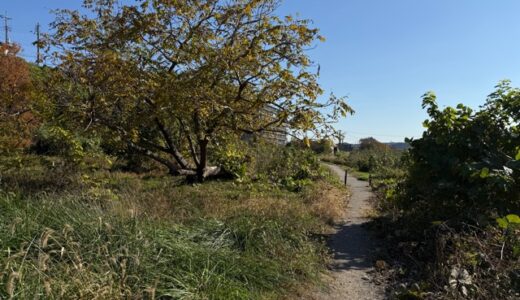 日記251121(金)晴17\5℃