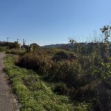 日記251122(土)晴曇17\7℃