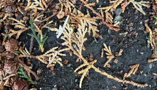 日記251226(金)晴１〜10℃