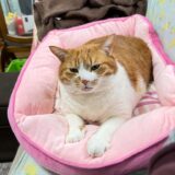 日記260313(金)曇^晴2〜11℃