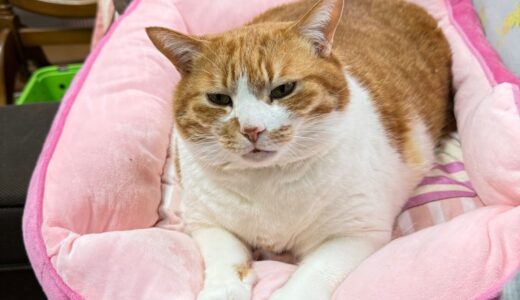 日記260313(金)曇^晴2〜11℃