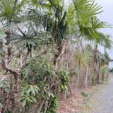 日記260320(金)雨//晴6〜11℃