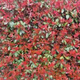 日記260326(木)晴^雨7〜19℃