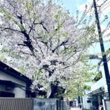 満開の桜の散り頃