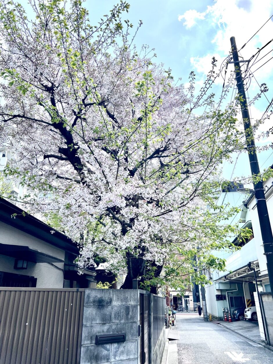 満開の桜の散り頃