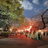 上野恩賜公園の桜満開