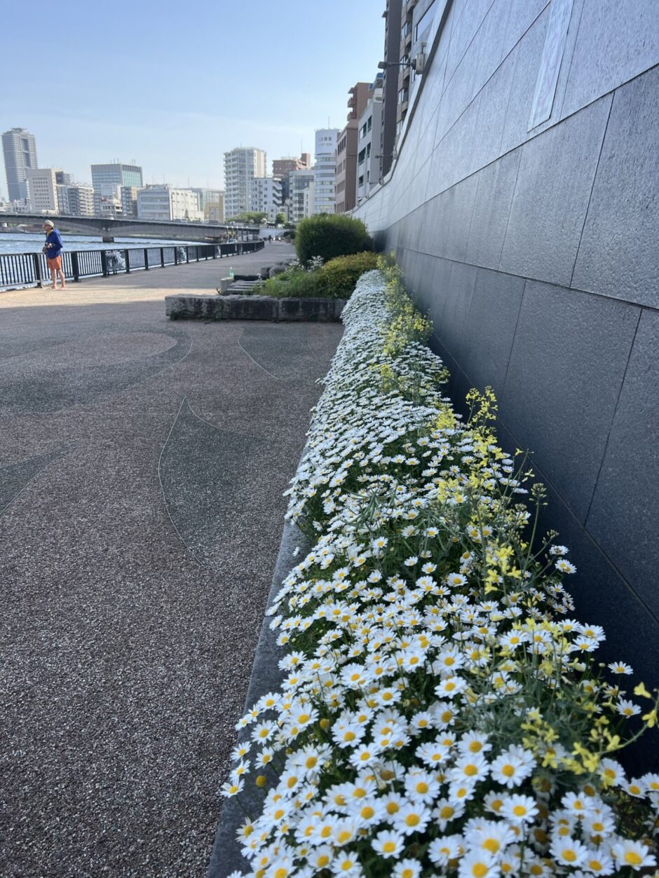 隅田川沿道の花壇